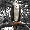 Overseer by Sally Sperry Overseer by Sally Sperry
