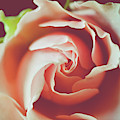 Painted Photograph by Michelle Wermuth Painted Photograph by Michelle Wermuth