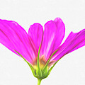 Painterly Cosmos Photograph by Cindi Ressler Painterly Cosmos Photograph by Cindi Ressler