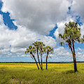 Palm Trees In The Field Of Coreopsis by Panoramic Images Palm Trees In The Field Of Coreopsis by Panoramic Images