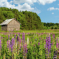 PANO Rustic Barn In Field Of Lupines Photograph by Brook Burling