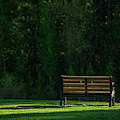 Park bench at sunrise Photograph by Julieta Belmont Park bench at sunrise Photograph by Julieta Belmont