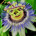 Passion Flower Bee Delight Photograph by Allen Nice-Webb Passion Flower Bee Delight Photograph by Allen Nice-Webb