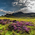 Pasture With Blooming Heather In Scenic Mountain Landscape At The Old Man Of Storr Formation On The Photograph by Andreas Berthold Pasture With Blooming Heather In Scenic Mountain Landscape At The Old Man Of Storr Formation On The Photograph by Andreas Berthold