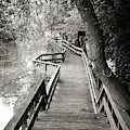 Pathway Photograph by Michelle Wermuth Pathway Photograph by Michelle Wermuth