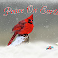 Peace On Earth Photograph by Cathy Kovarik Peace On Earth Photograph by Cathy Kovarik