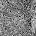 Peacock Three Photograph by Ann Bridges Peacock Three Photograph by Ann Bridges