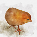 Peep Peep by Lois Bryan Peep Peep by Lois Bryan