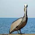 Pelican Portrait I Photograph by Karen Stansberry Pelican Portrait I Photograph by Karen Stansberry
