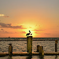 Pelican Sunrise Photograph by Christopher Rice Pelican Sunrise Photograph by Christopher Rice