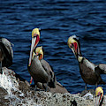 Pelicanos Photograph by Doug Sturgess Pelicanos Photograph by Doug Sturgess