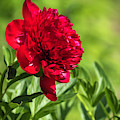 Peony 2019-1 by Thomas Young Peony 2019-1 by Thomas Young