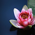 Perfect lotus Photograph by Top Wallpapers Perfect lotus Photograph by Top Wallpapers