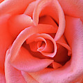 Perfection Photograph by Michelle Wermuth Perfection Photograph by Michelle Wermuth