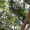Photo 66 Tropical Trees Photograph by Lucie Dumas Photo 66 Tropical Trees Photograph by Lucie Dumas