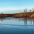 Pine Lands Lanscape Photograph by Louis Dallara