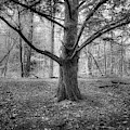 Pine Tree Photograph by Mike Eingle Pine Tree Photograph by Mike Eingle
