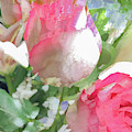 Pink and white rose pastel Photograph by Phillip Rubino Pink and white rose pastel Photograph by Phillip Rubino