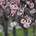 Pink Blossoms in Foreground at Reagan Library 2 Photograph by Colleen Cornelius Pink Blossoms in Foreground at Reagan Library 2 Photograph by Colleen Cornelius