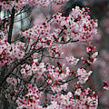 Pink Blossoms in Foreground at Reagan Library 3 Photograph by Colleen Cornelius Pink Blossoms in Foreground at Reagan Library 3 Photograph by Colleen Cornelius