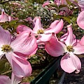 Pink Dogwood Blooms Photograph by Christopher Lotito Pink Dogwood Blooms Photograph by Christopher Lotito