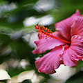 Pink Hibiscus Flower Photograph by Pablo Avanzini Pink Hibiscus Flower Photograph by Pablo Avanzini