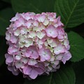 Pink Hydrangea Photograph by Christopher Lotito Pink Hydrangea Photograph by Christopher Lotito