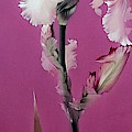 Pink Iris Painting by Alina Oseeva Pink Iris Painting by Alina Oseeva