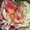 Pink Peonie Painting by Lynne Pittard Pink Peonie Painting by Lynne Pittard
