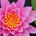Pink Petals In The Rain Photograph by Jeff Sinon Pink Petals In The Rain Photograph by Jeff Sinon