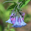 Pink Virginia Bluebells or Virginia Cowslip DFL0963 Photograph by Gerry Gantt Pink Virginia Bluebells or Virginia Cowslip DFL0963 Photograph by Gerry Gantt