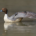 Pintail Wing Extension Photograph by Art Cole Pintail Wing Extension Photograph by Art Cole