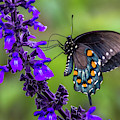 Pipevine Swallowtail Photograph by Debra Martz Pipevine Swallowtail Photograph by Debra Martz