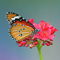 Plain Tiger or African Monarch Butterfly DTHN0246 Photograph by Gerry Gantt Plain Tiger or African Monarch Butterfly DTHN0246 Photograph by Gerry Gantt
