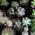 Plant Collection by Cassia Beck Plant Collection by Cassia Beck