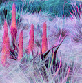 Poker Plants in Pinks and Blues Photograph by Roslyn Wilkins Poker Plants in Pinks and Blues Photograph by Roslyn Wilkins