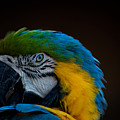 Polly's Portrait Photograph by Carolyn Mickulas Polly's Portrait Photograph by Carolyn Mickulas
