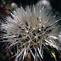 Poof by Randy Oberg Poof by Randy Oberg