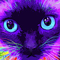 pOpCat Bubble by DC Langer pOpCat Bubble by DC Langer
