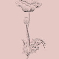 Poppy Blush Pink Flower by Naxart Studio Poppy Blush Pink Flower by Naxart Studio