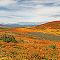 Poppy Reserve Panorama 1 Photograph by Endre Balogh Poppy Reserve Panorama 1 Photograph by Endre Balogh