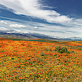Poppy Reserve Panorama 2 Photograph by Endre Balogh Poppy Reserve Panorama 2 Photograph by Endre Balogh