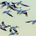 Port Bay Pelicans Photograph by Christopher Rice Port Bay Pelicans Photograph by Christopher Rice