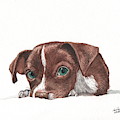 Portrait of a Chihuahua puppy in watercolor Painting by Christopher Shellhammer Portrait of a Chihuahua puppy in watercolor Painting by Christopher Shellhammer