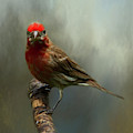 Portrait of a House Finch Photograph by Cathy Kovarik Portrait of a House Finch Photograph by Cathy Kovarik