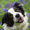 Portrait Of Black And White Border Collie In Bluebells by Matthew Maran / Naturepl.com