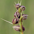 Potts' Plume Orchid Photograph by Paul Rebmann Potts' Plume Orchid Photograph by Paul Rebmann