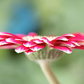 Pretty Petals by Marilyn Cornwell Pretty Petals by Marilyn Cornwell