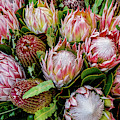 Protea, Exotic Beauty of South Africa Photograph by Marcy Wielfaert Protea, Exotic Beauty of South Africa Photograph by Marcy Wielfaert