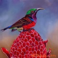 Purple Throated Sunbird on Red Torch Ginger Painting by Dana Newman Purple Throated Sunbird on Red Torch Ginger Painting by Dana Newman